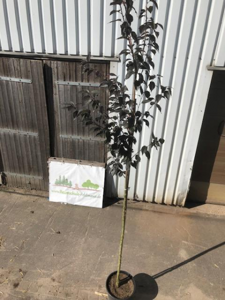 Rotblättrige Nelkenkirsche "Royal Burgundy" (Prunus serrulata "Royal Burgundy) im Großcontainer Alleebaum 3-4 m